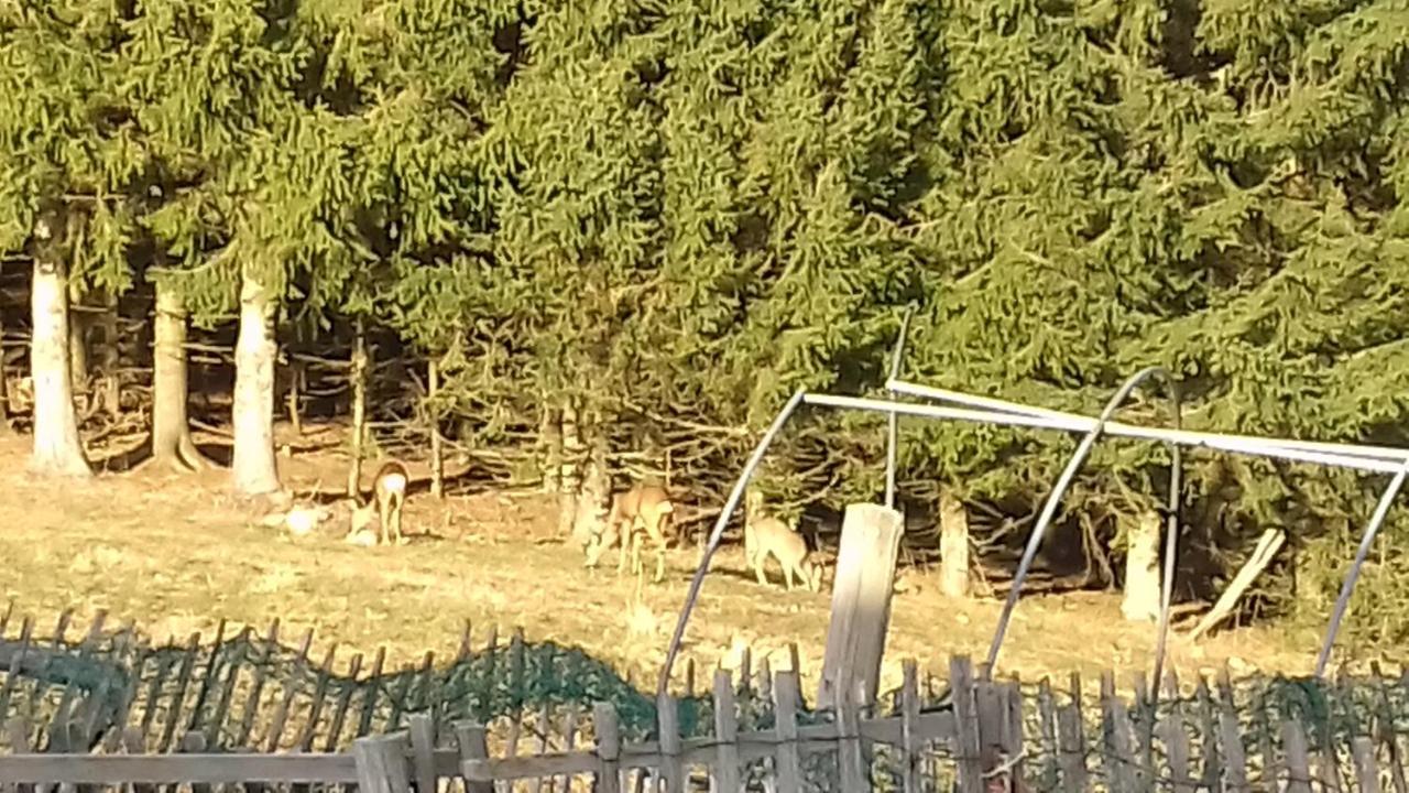 Petit Chalet Nature Les Rousses Luaran gambar